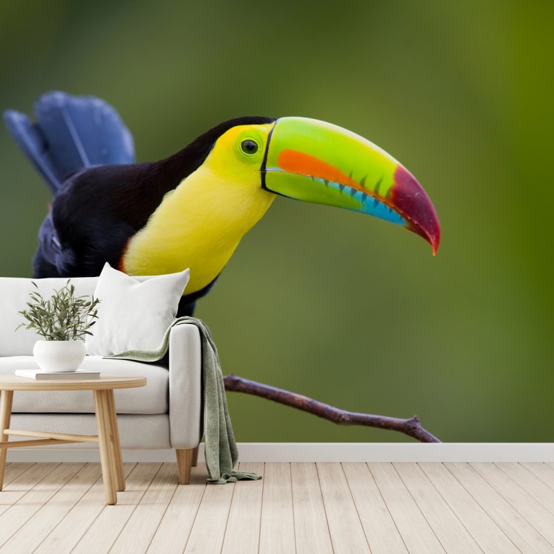 Fototapete lebendiges tukan-porträt – Wallnifity®