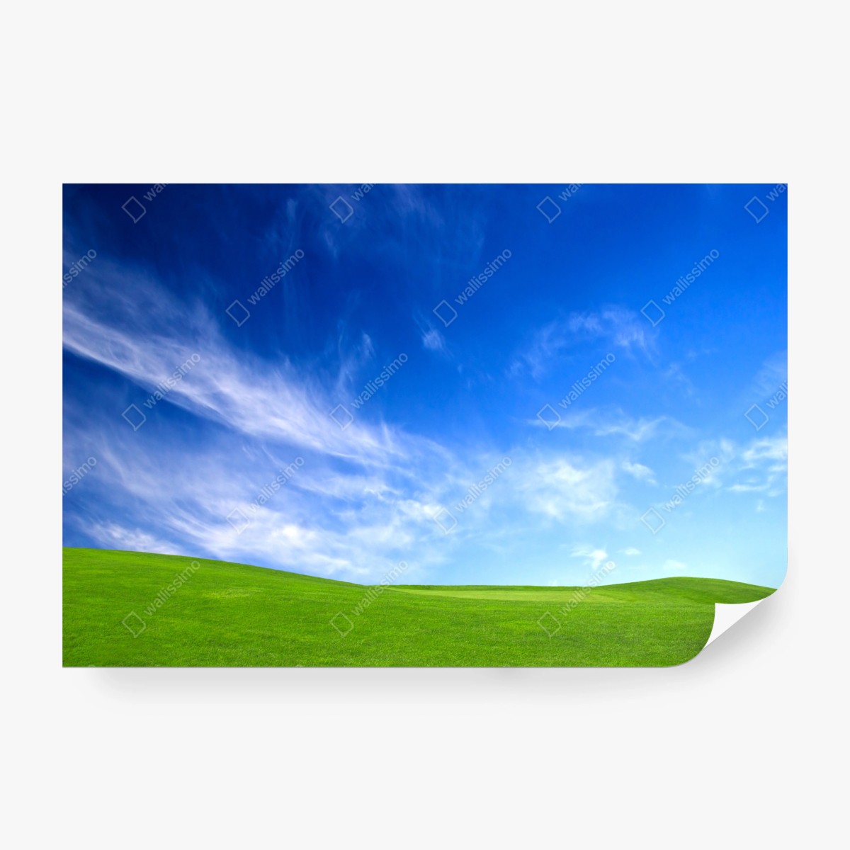 Fototapete sonnige grüne wiese unter blauem himmel – Wallnifity®