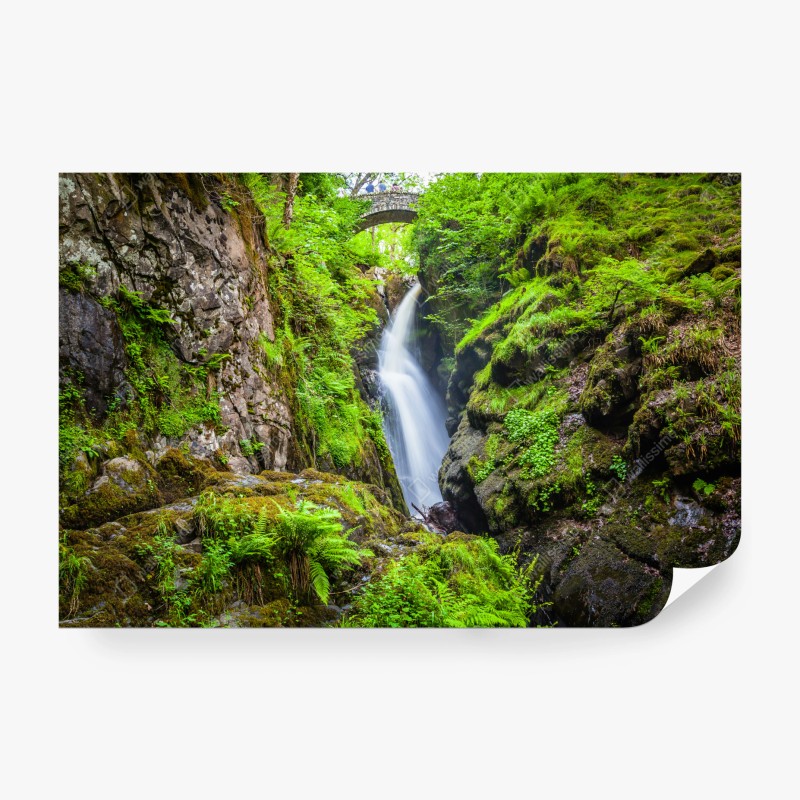 Fototapete nebliger grüner wald – Wallnifity®