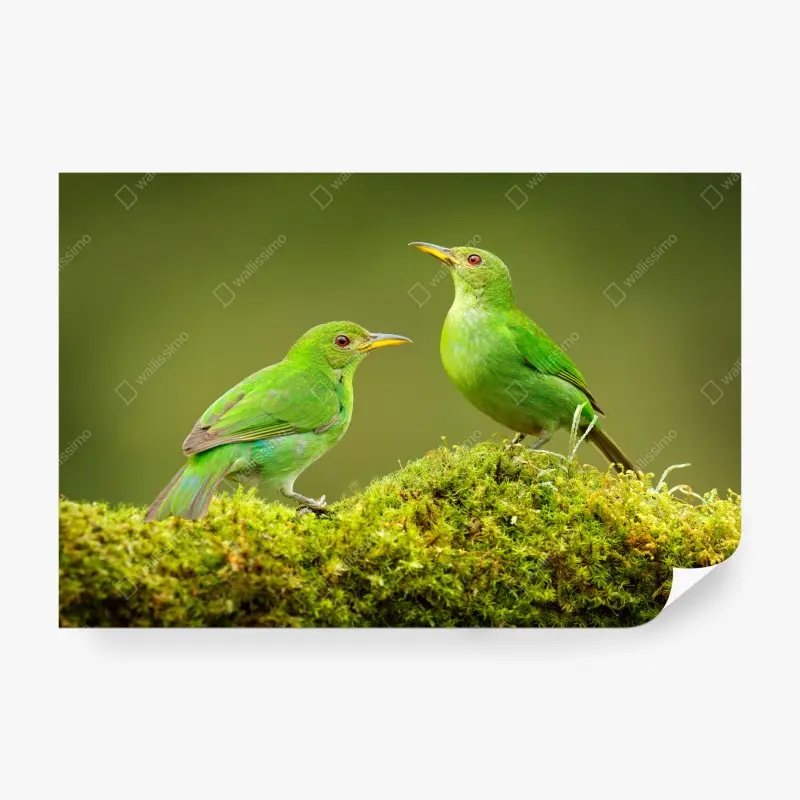 Fototapete lebendige grüne honigfresser auf moos – Wallnifity®