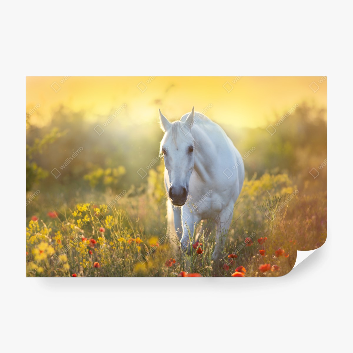 Fototapete weißes pferd im mohnfeld bei sonnenaufgang – Wallnifity®