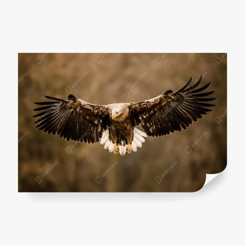 Fototapete majestätischer adler im flug