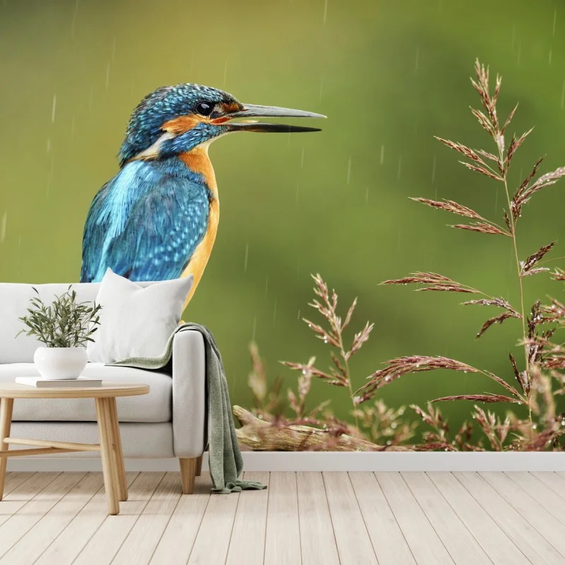 Fototapete lebhafter eisvogel im regen – Wallnifity®