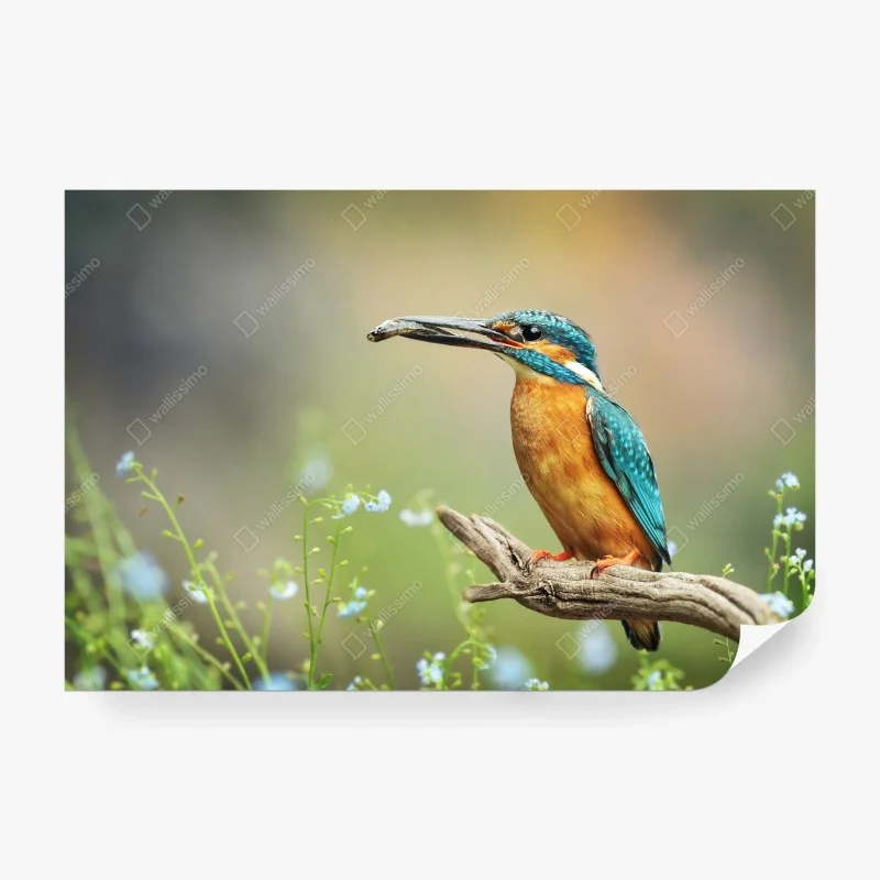 Fototapete eisvogel auf einem ast mit fisch