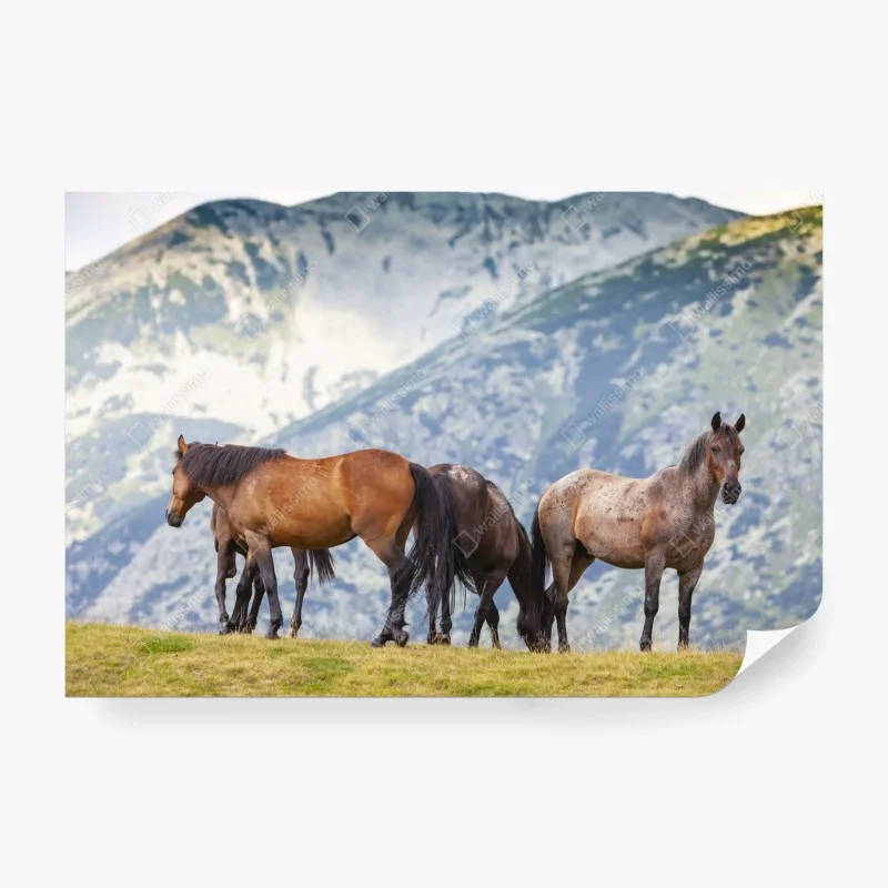 Fototapete pferde auf der bergwiese