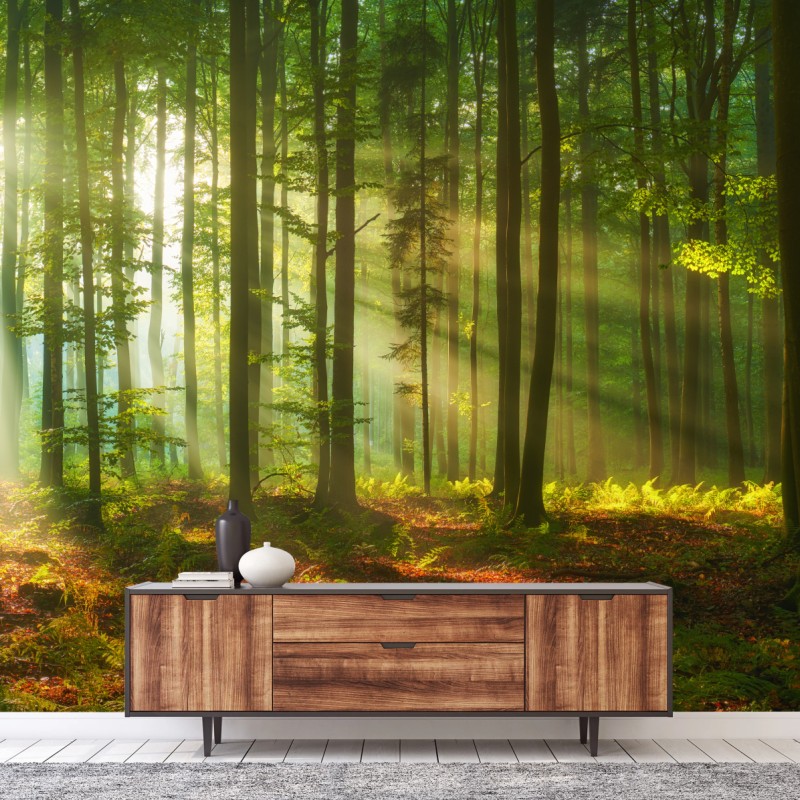 Fototapete morgendliches licht im grünen wald – Wallnifity®