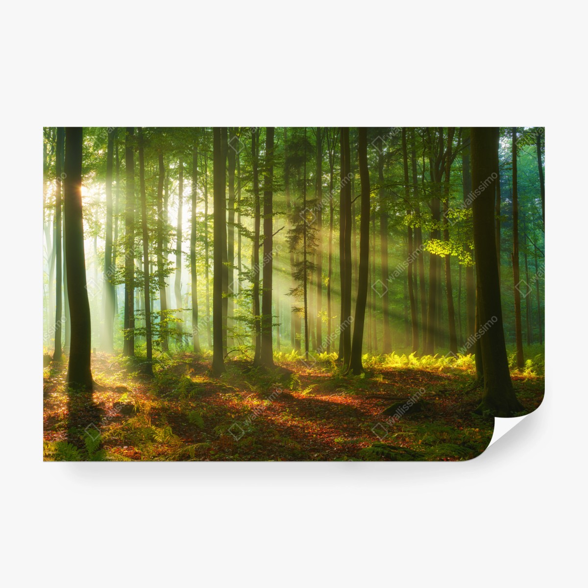 Fototapete morgendliches licht im grünen wald – Wallnifity®