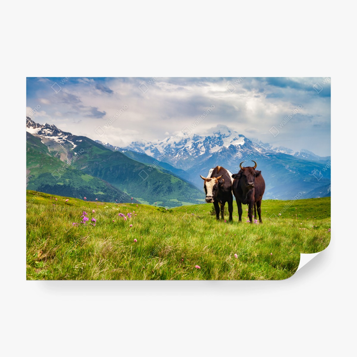 Fototapete alpenwiese mit grastenden kühen – Wallnifity®