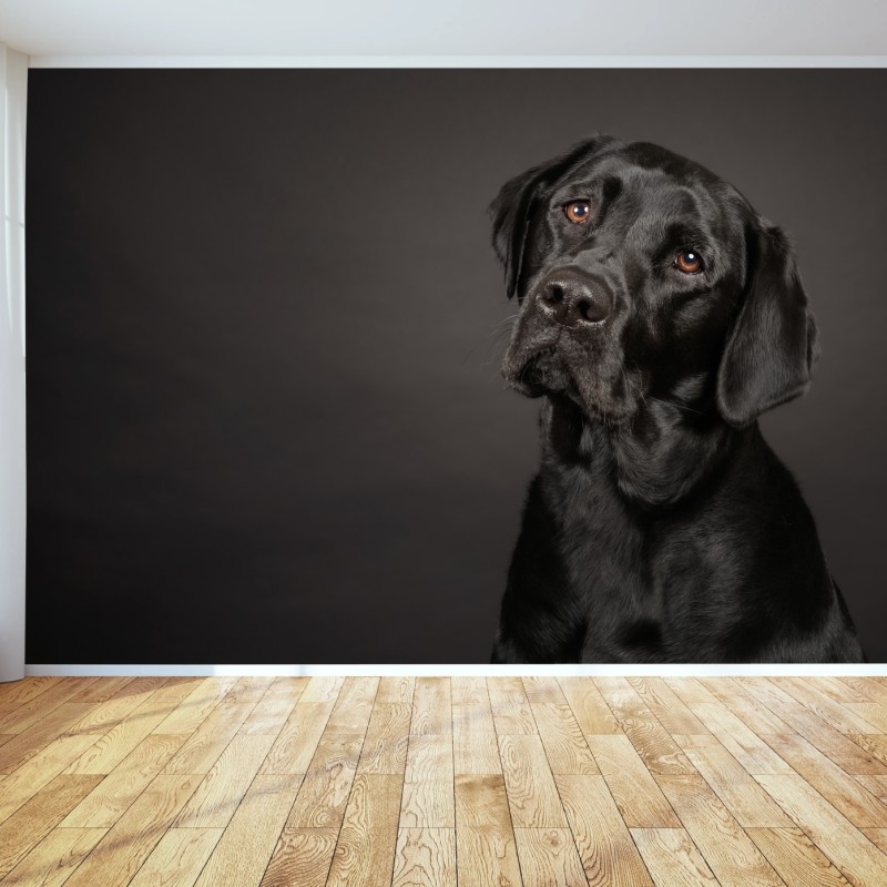 Fototapete studio-porträt eines schwarzen labradors – Wallnifity®