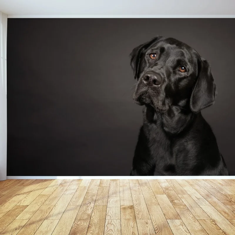 Fototapete studio-porträt eines schwarzen labradors