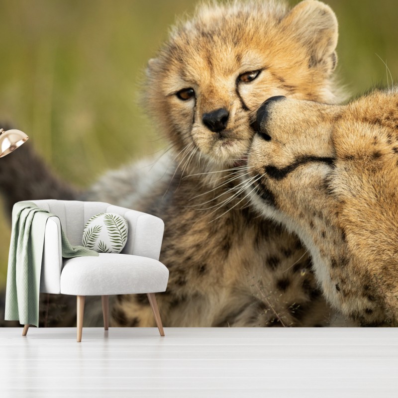 Fototapete gepardmutter und ihr junges in zärtlicher geste – Wallnifity®