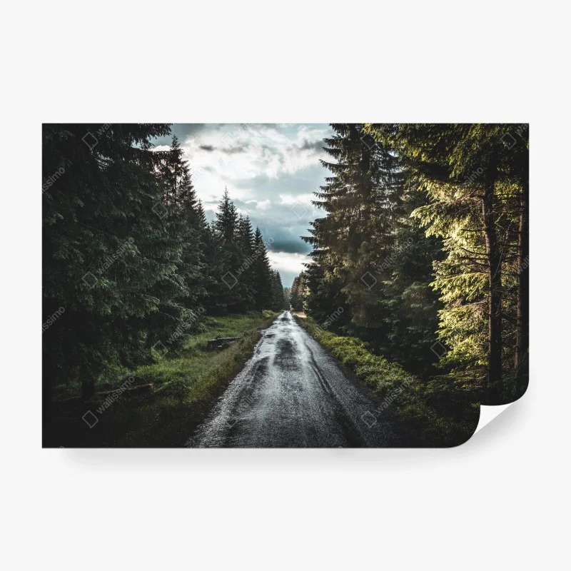 Fototapete waldweg durch neblige kiefern – Wallnifity® Fototapete waldweg durch neblige kiefern – Wallnifity®