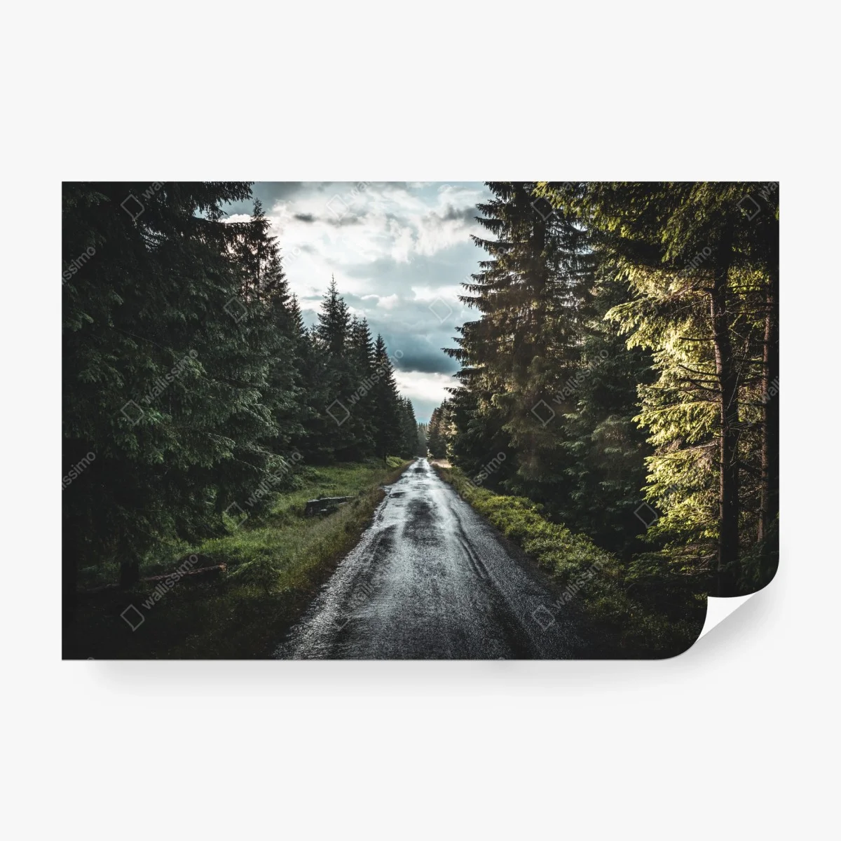 Fototapete waldweg durch neblige kiefern – Wallnifity® Fototapete waldweg durch neblige kiefern – Wallnifity®