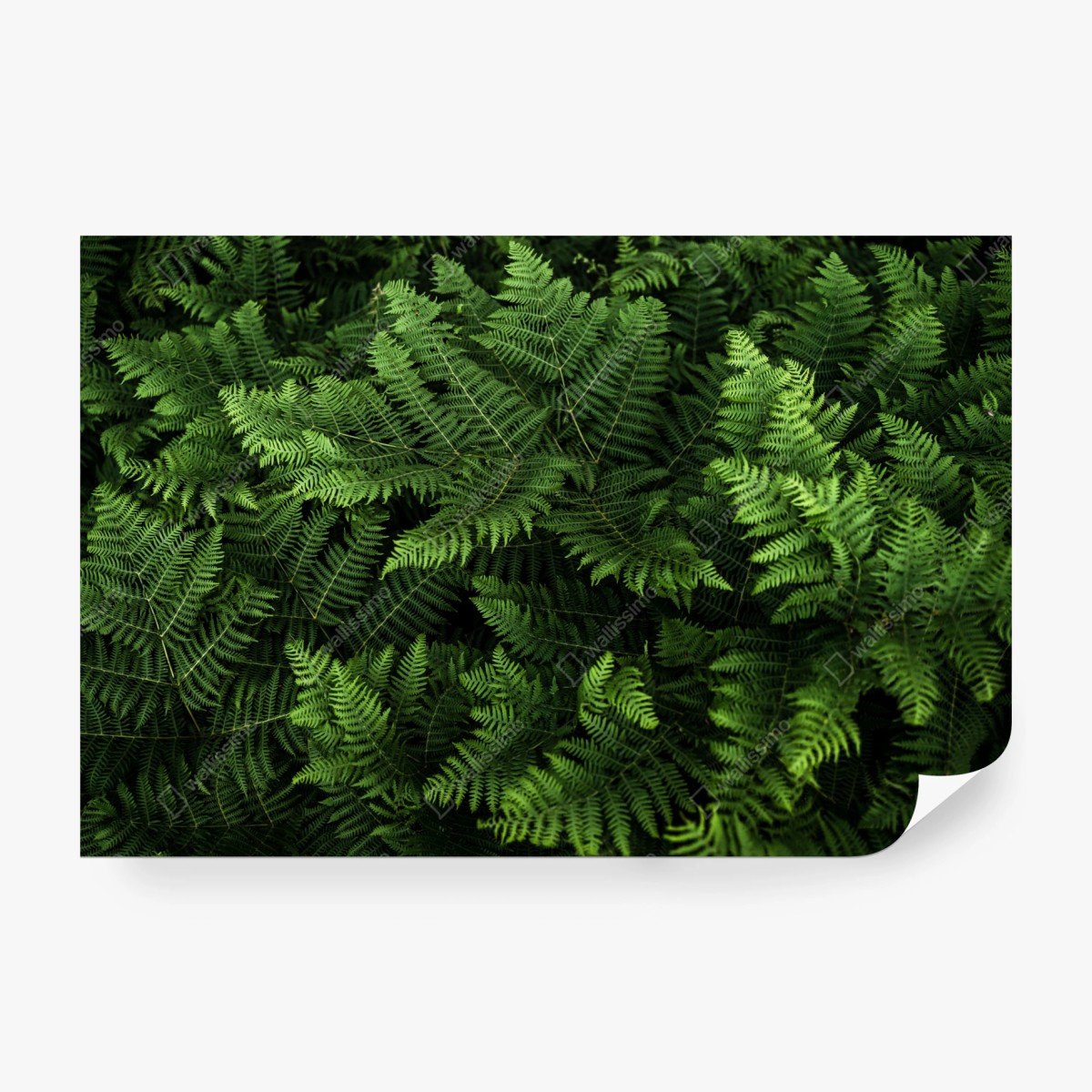 Fototapete üppiges grünes farnlaub – Wallnifity®