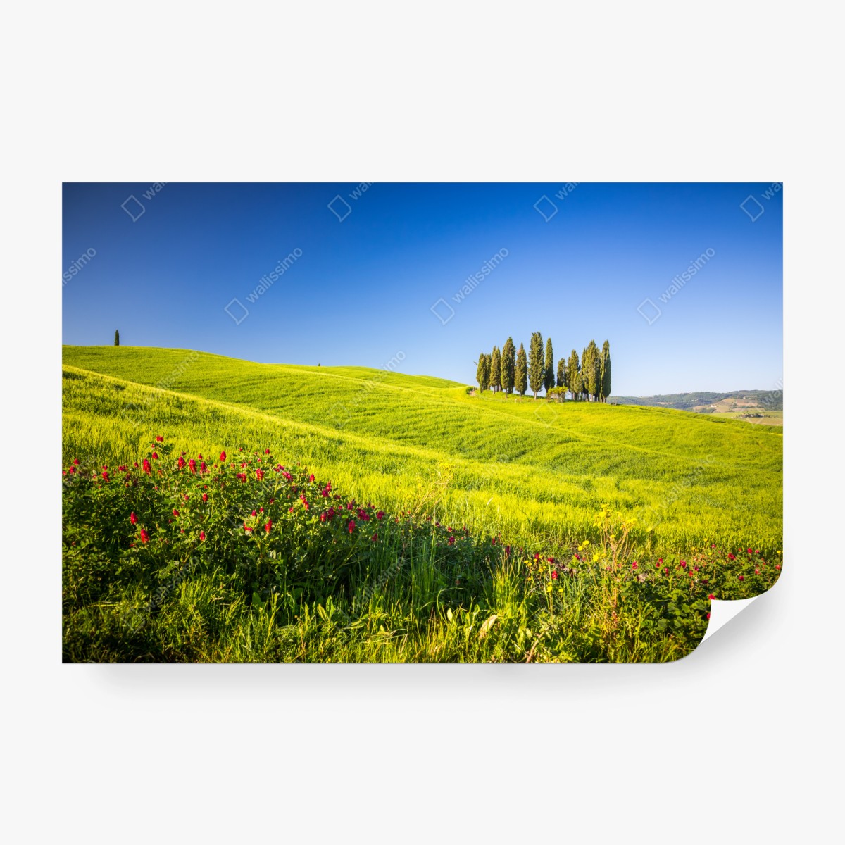 Fototapete sonnige grüne hügel mit zypressen – Wallnifity®