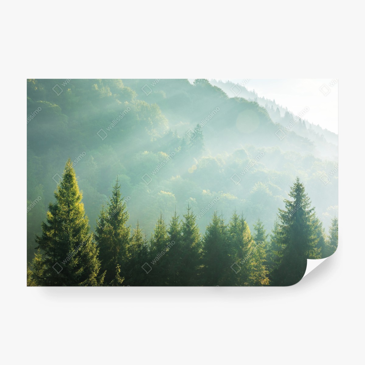 Fototapete neblige fichtenspitzen im morgenlicht – Wallnifity®