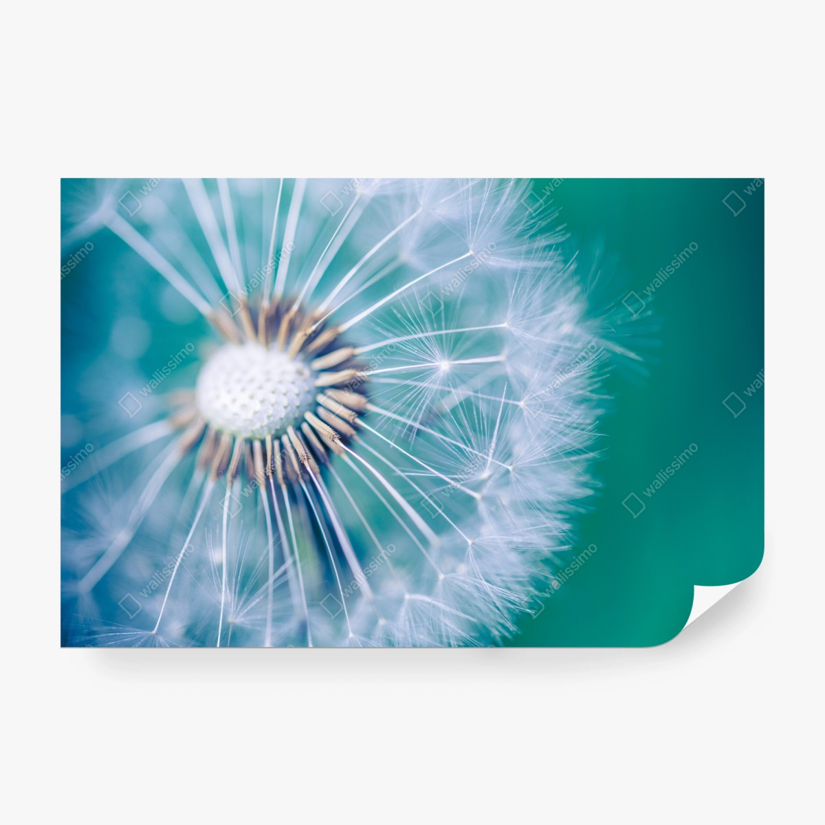 Fototapete türkisfarbener löwenzahn nahaufnahme – Wallnifity®