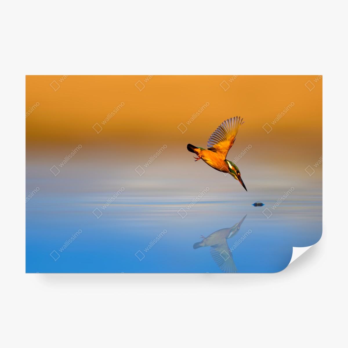 Fototapete eisvogel beim tauchen über spiegelndem wasser – Wallnifity®