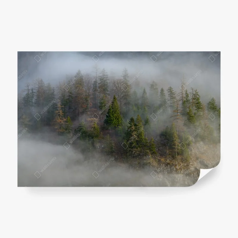 Fototapete nebliger bergwald