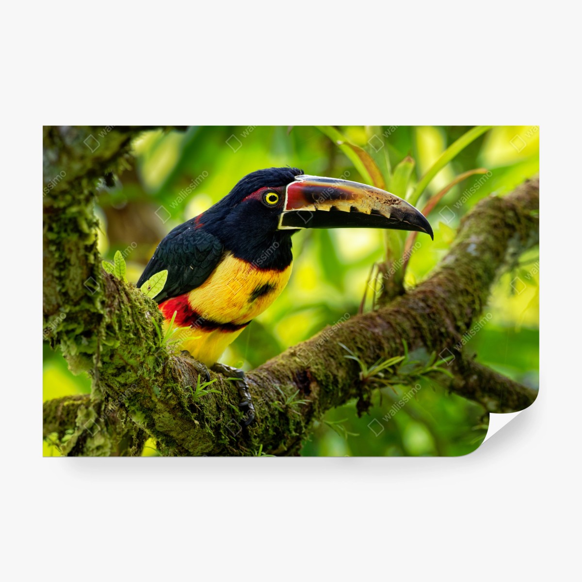 Fototapete leuchtender aracari-tukan im tropischen dschungel – Wallnifity®