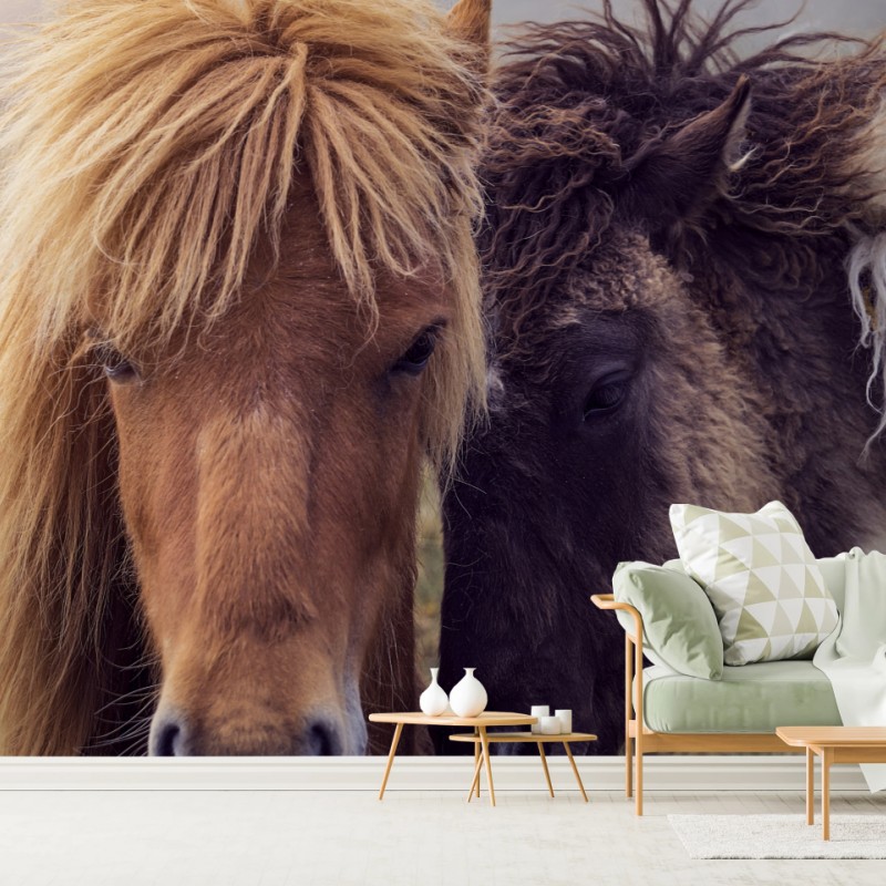 Fototapete zwei pferde auf einem nebligen hügel, Färöer-Inseln – Wallnifity®