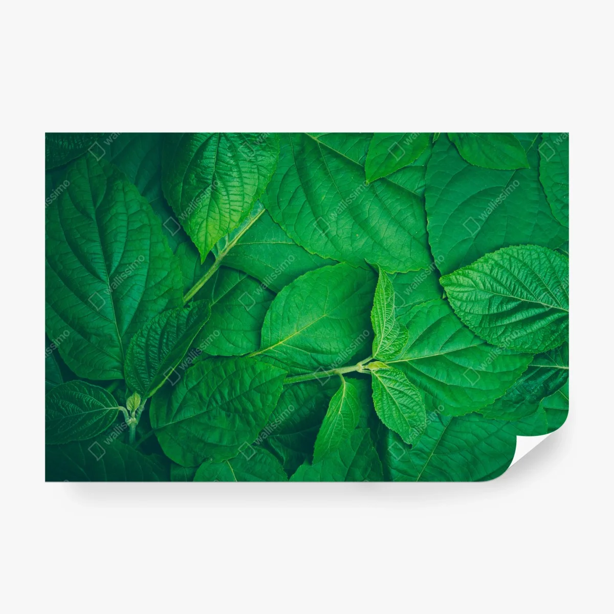 Fototapete saftige grüne blätter – Wallnifity® Fototapete saftige grüne blätter – Wallnifity®