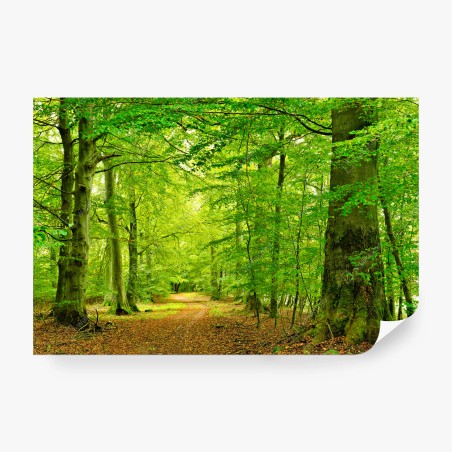 Fototapete ruhiger grüner waldpfad – Wallnifity®