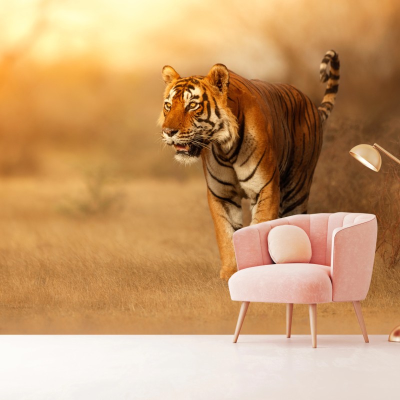 Fototapete majestätischer tiger im goldenen licht – Wallnifity®