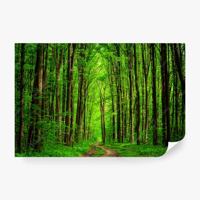 Fototapete üppiger grüner waldweg – Wallnifity®