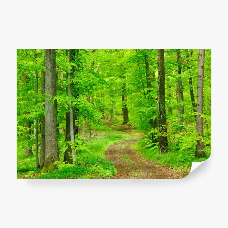 Fototapete ruhiger waldweg im frühling