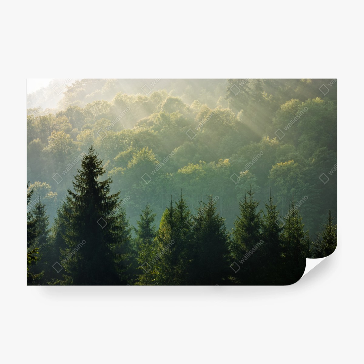 Fototapete nebeliger fichtenwald in den Karpaten bei sonnenaufgang – Wallnifity®