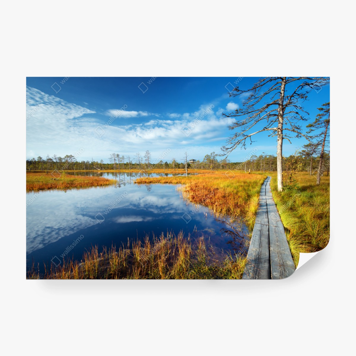 Fototapete herbststeg über ruhigem moor – Wallnifity®