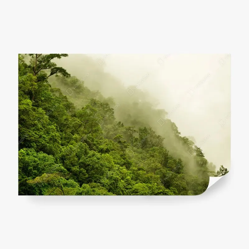 Fototapete nebeliger regenwald bei Cairns – Wallnifity®