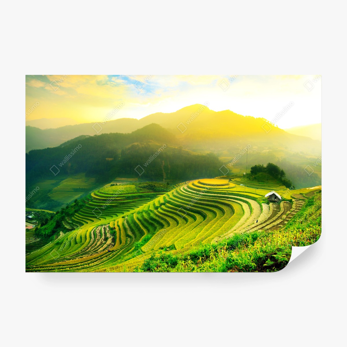 Fototapete goldene reisterrassen im morgenlicht – Wallnifity®