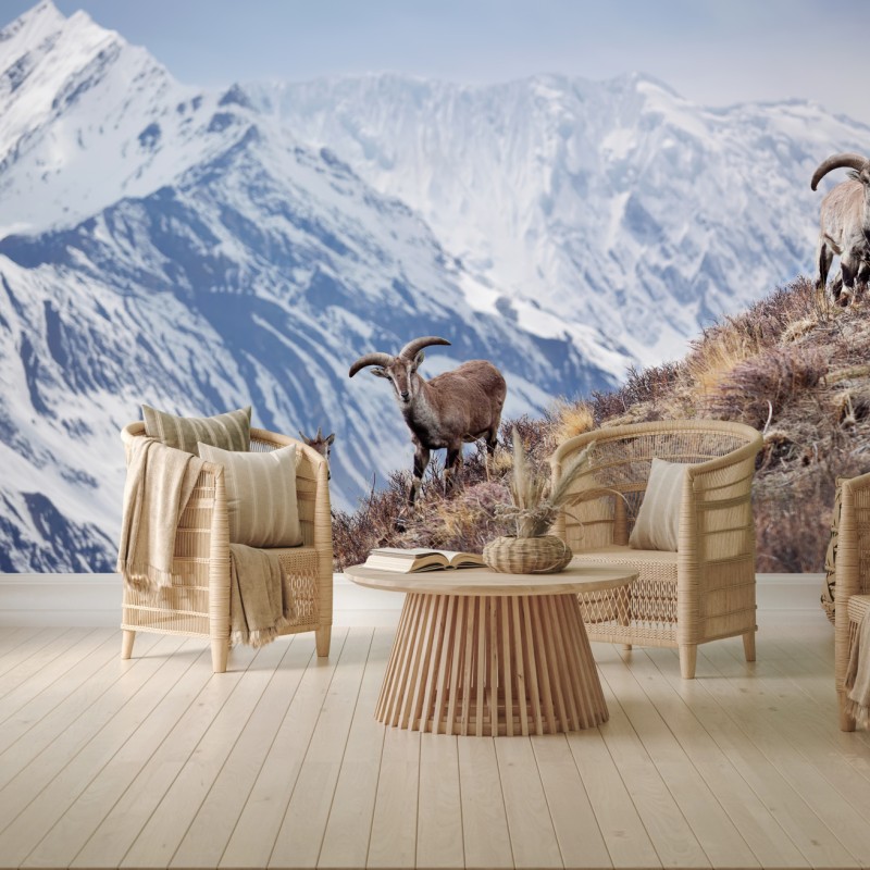 Fototapete wilde blaue schafe an einem hang im Himalaya, Manang, Nepal – Wallnifity®