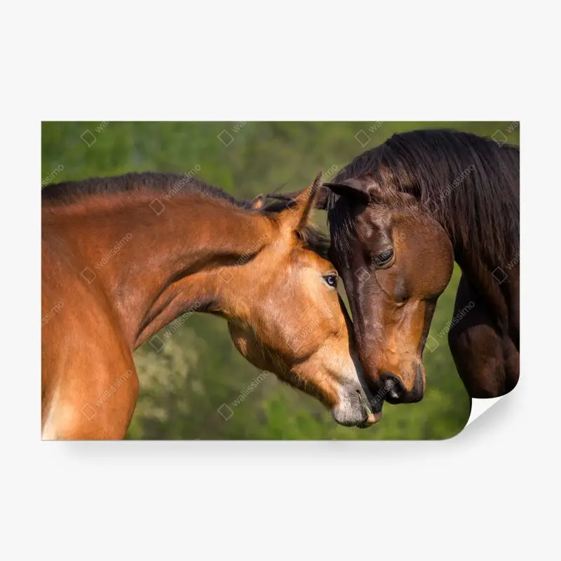 Fototapete zärtliche pferdefreundschaft