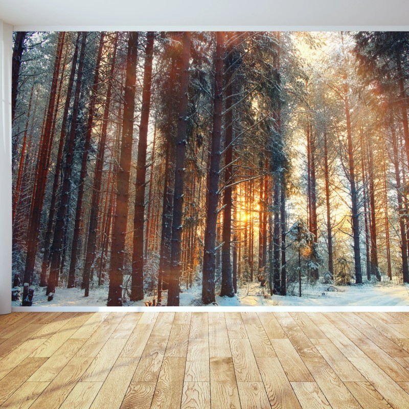 Fototapete winterwald im morgendlichen licht – Wallnifity®