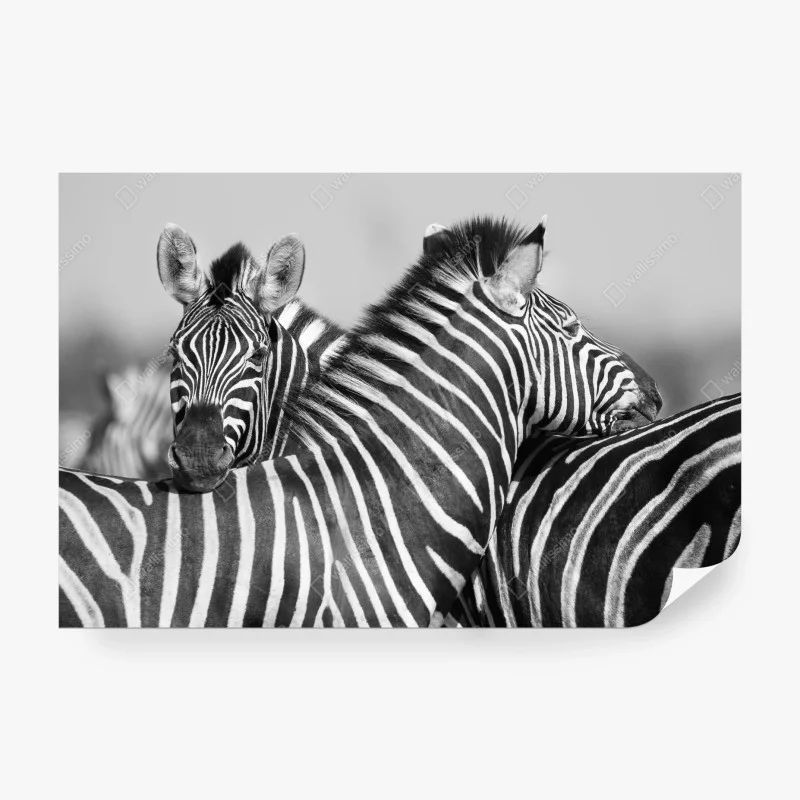Fototapete verschlungene zebras in monochrom