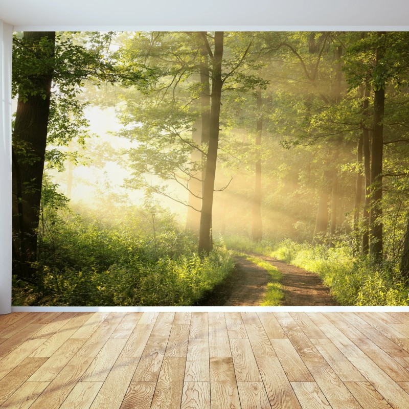 Fototapete morgendliches licht im wald – Wallnifity®