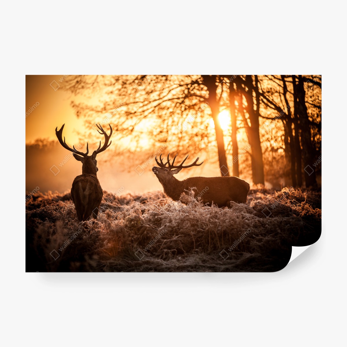 Fototapete goldener sonnenaufgang mit hirschen auf frostiger wiese – Wallnifity®