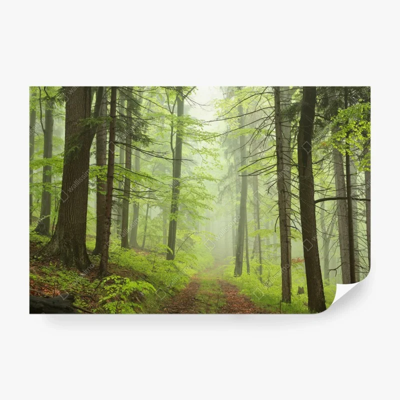Fototapete nebliger grüner waldpfad