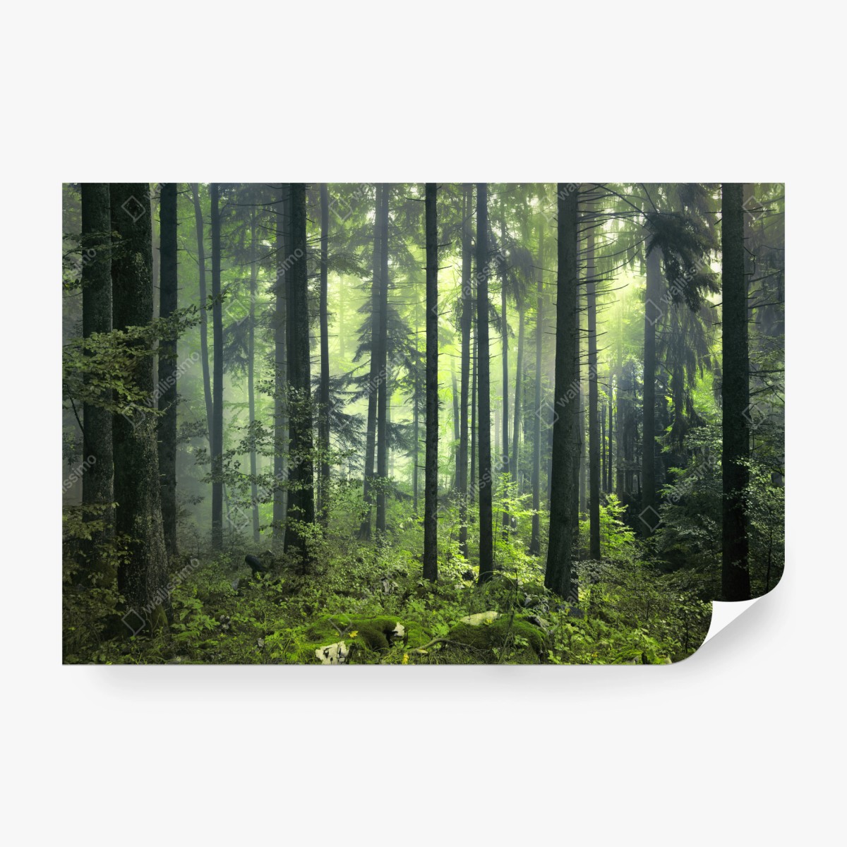 Fototapete mystischer grüner frühlingswald – Wallnifity®