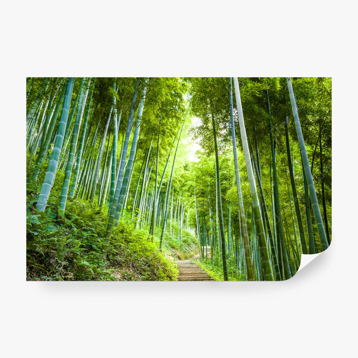 Fototapete ruhiger bambuswaldweg – Wallnifity®