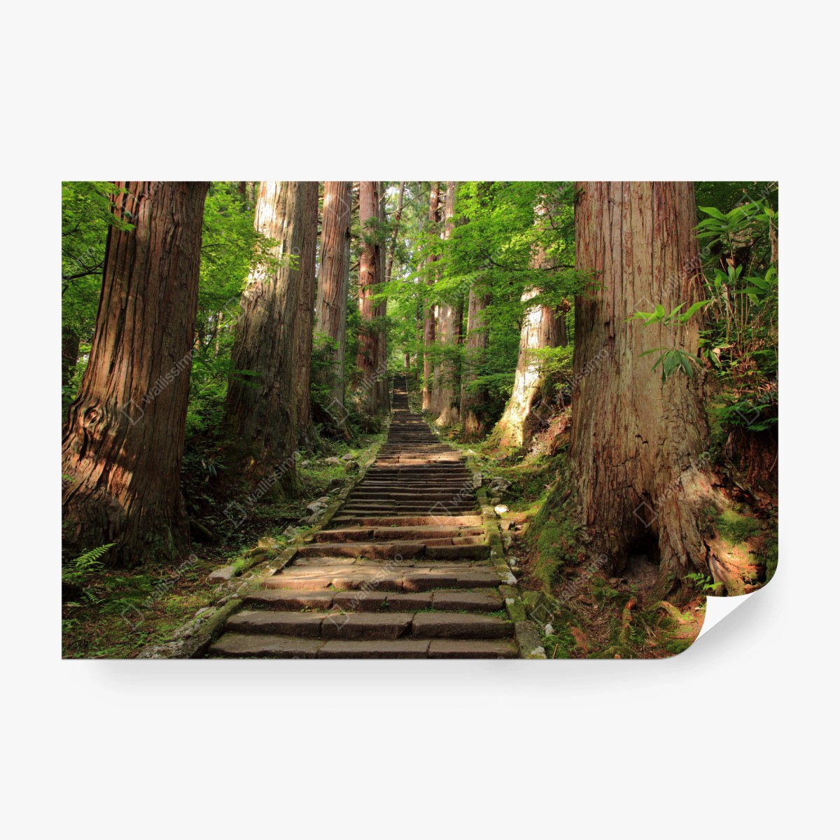 Fototapete steinne treppe im alten wald – Wallnifity®