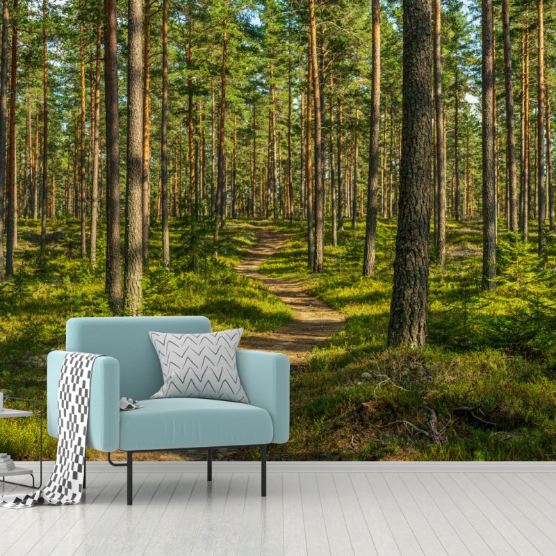 Fototapete sonniger kiefernwaldweg – Wallnifity®