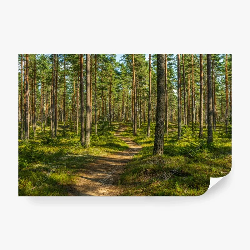 Fototapete sonniger kiefernwaldweg – Wallnifity® Fototapete sonniger kiefernwaldweg – Wallnifity®