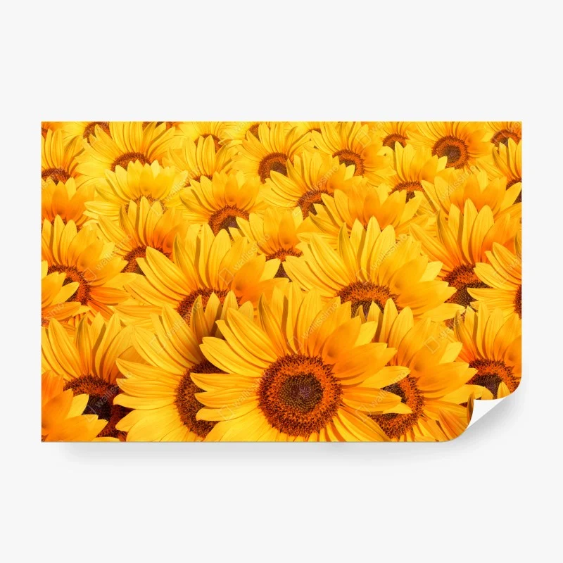 Fototapete goldenes sonnenblumenfeld