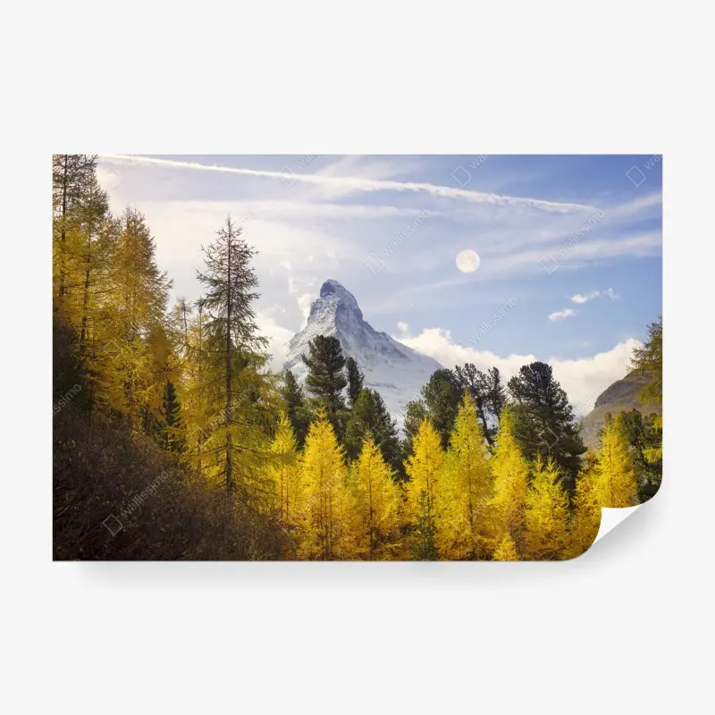 Fototapete goldene lärchen und Matterhorn