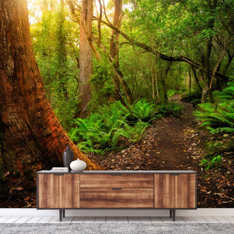 Fototapete urwaldpfad in Tasmanien – Wallnifity®