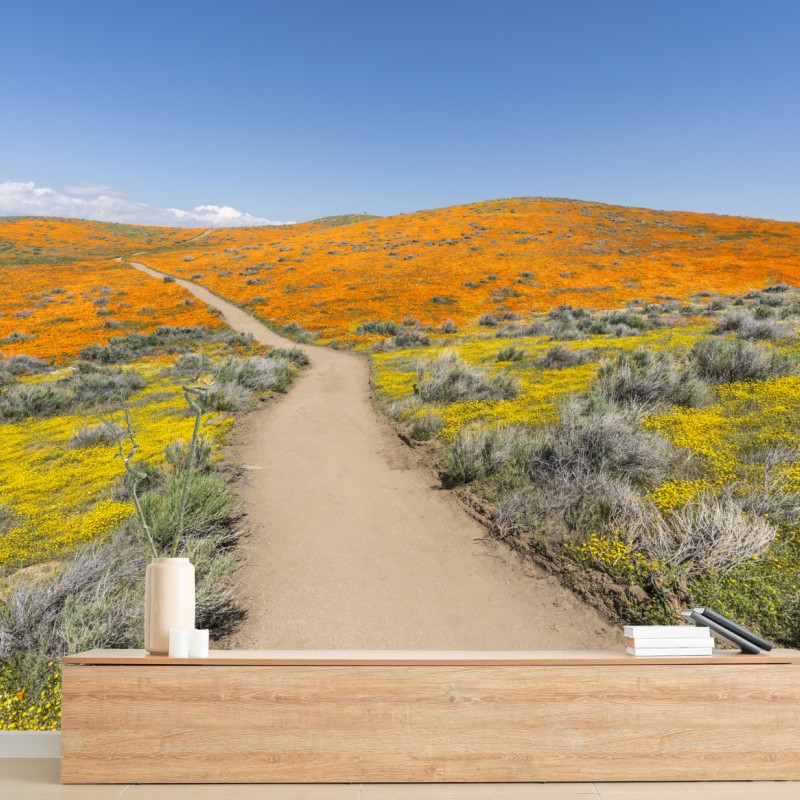 Fototapete pfad durch den mohn-superbloom in Südkalifornien – Wallnifity®